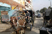 The cry of the Kalesh driver is a common sound in Egypt!